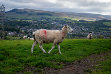 Fototapeta premium Sheep Crossing the Meadow