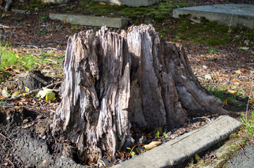 Tree Stump