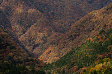 美しい山の紅葉　静岡県