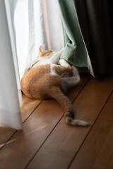 カーテンで遊ぶ猫　茶トラ白