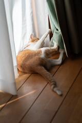 カーテンで遊ぶ猫　茶トラ白