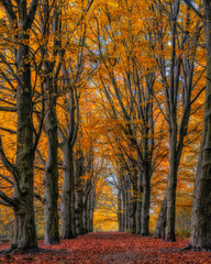 Fototapeta premium autumn colors