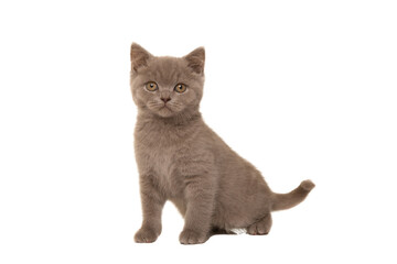Pretty british shorthaired kitten looking at the camera isolated on a white background