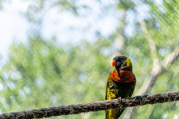 Trichoglossus haematodus haematodus rainbow lori, a bird that has a very beautiful color combination mexico