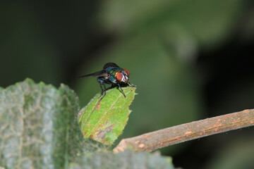 calliphora vicina fly macro photo