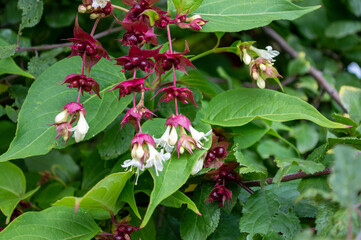 Himalayan Honeysuckle White and Purple Flowers