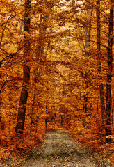 A wonderful dawn in the autumn forest.