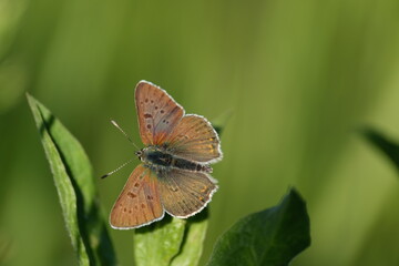 Fototapeta na wymiar Sooty copper butterfly on a leaf in nature, tiny colorful butterfly with open wings