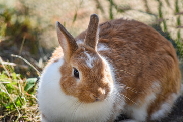 かわいいうさぎちゃん