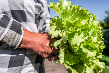 Farmer holding fresh green lettuce in hand. Freshly harvested green salad leaves. Bio organic vegetables farming concept.