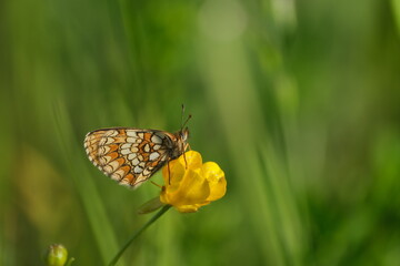 Photo of a heath fritillary butterfly on a yellow blooming flower