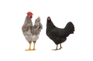 gray rooster and hen isolated on white background