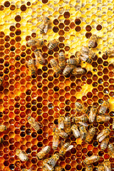 A honey-colored pollen frame in a beehive. Abstract natural background.