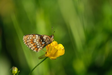 Close up of a heath fritillary butterfly in the wild