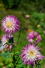 nice dahlia in the garden
