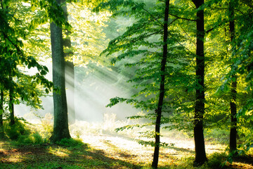 Dawn in the summer forest. Sun rays fog and tree branches.