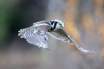 Hawk Owl Surnia ulula in Winter time, North Poland