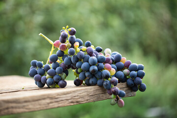 Bunch of blue grapes on a wooden table. Close-up selective focus.