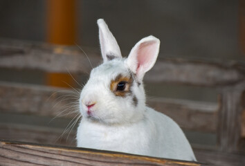 かわいいうさぎちゃん
