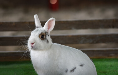かわいいうさぎちゃん
