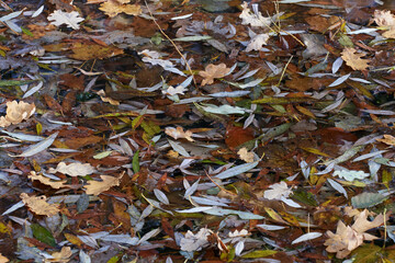 Herbst an einem Teich	