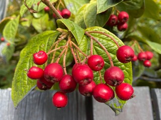 red berries on a branch