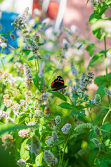butterfly on the mint plants