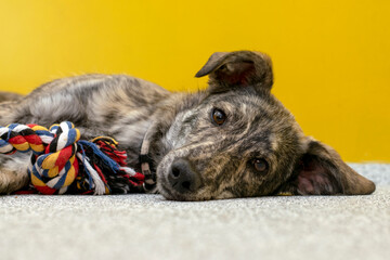 Portrait of a lonely puppy with a toy from an animal shelter.