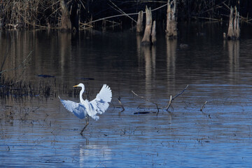 Silberreiher in der Oberlausitz