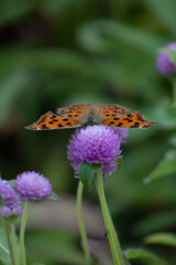 Obraz premium 천일홍과 나비2