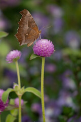 천일홍(Gomphrena),Gomphrena globosa
