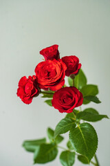 red rose in the vase