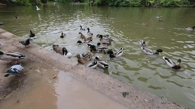 Des oiseaux mangeant du pain aux buttes chaumont, 119,88fps ralenti X4 - 29,97fps