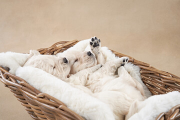 two puppies in a basket on a beige background. Golden Retriever in the studio. cute dog