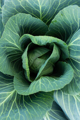 Fresh white cabbage close-up. Growing healthy vegetables. A head of cabbage in the garden