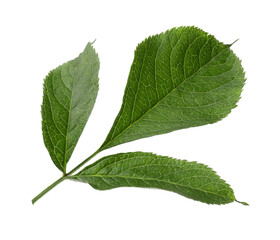 Fresh green elderberry leaves on white background