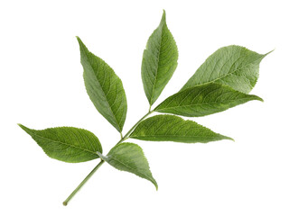 Fresh green elderberry leaves on white background