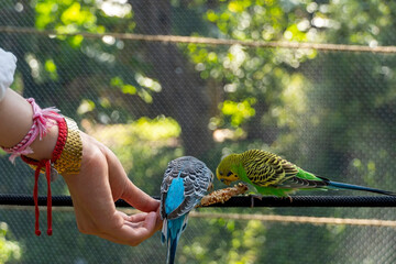 beautiful young woman feeding a bird with a wooden stick with seeds stuck to it, bird stops to eat,...