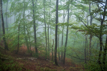 Obraz premium morning in the forest