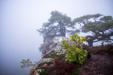 Obraz na płótnie Canvas small oak tree on a rock in fog
