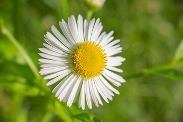 White flower of annual fleabane or daisy fleabane or eastern daisy fleabane (Erigeron annuus) close up