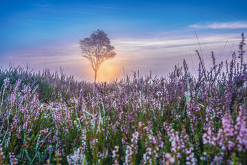 Purple heather and trees at foggy sunset