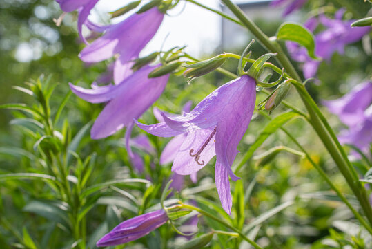 Campanula rapunculoides, creeping bellflower, or rampion bellflower, is a perennial herbaceous plant of the genus Campanula, belonging to the family Campanulacea