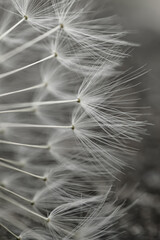 beautiful dandelion flower seed in springtime, white background