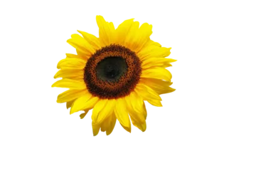 Rolgordijnen Sunflower isolated png © MAJGraphics