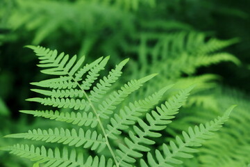 Fern leaves growing in the forest. © jarizPJ