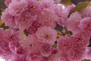 beautiful pink flowers in springtime, pink background