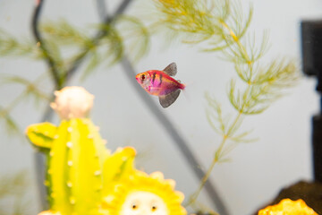Little fish in water tank