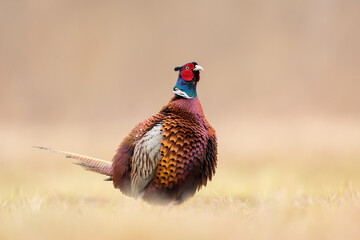 Birds - Common Pheasant (Phasianus colchicus) male - cock