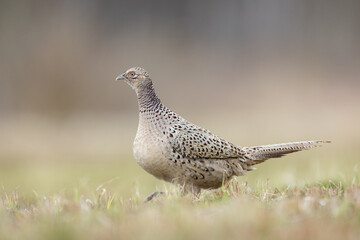 Birds - Common Pheasant (Phasianus colchicus) male - cock